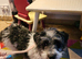 Beautiful jackapoo puppy