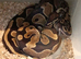 Ball pythons for sale