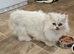 Persian mixed kittens x 3 boys