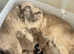 2 stunning blue lynx point sisters