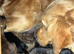 Litter born today
