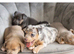 Rainbow coloured Jack Russell’s