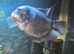 18inch gourami. 12inch shark