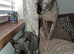 Sphynx kittens