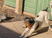 male parson jack Russell's