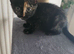 Female fully vaccinated tortishell