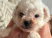 Shipooh puppies