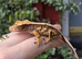 Various crested geckos