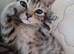 Bengal Cross Ragdoll Kittens