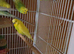 Budgies mixed