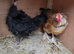 Necked neck bantam chickens