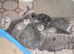 GCCF Registered British Shorthair Kittens