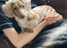 Mini Isabella and Tan Piebald dachshund