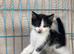Rag doll mix boy kitten