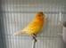Canary breeding pair