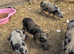 Kune-kune. Cross boys
