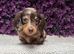 Beautiful Miniature Dachshund Puppies Ready Now