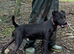 Patterdale stud