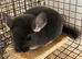 Beautiful 3month old violet male chinchilla £150.
