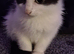 Girl kitten ready to leave