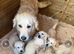 11 month old Golden Retriever Ruby KC registered