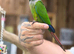 Green cheek conures