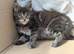 Chunky Loveable Maine Coon