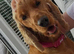 Golden cocker spaniel