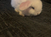 Blue eyed white mini lop