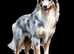 SHEEP DOG COLORFULL STICKERS from &pound; 0.90
