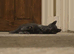 Two Russian blue baby boys