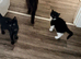 Stunning litter of kittens ready now