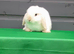 Mini lop rabbit ready now