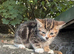 Beautiful tabby kittens for forever homes