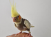 12 Week Old Fully Hand Reared Cockatiel Babies