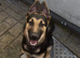 6 months old German Shepard