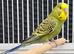 Various Stunning Quality Beautiful Budgies