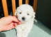 Bichon Frise Puppies