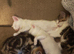 2 Beautiful Khao Manee x Turkish Angora kittens for sale