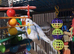 Beautiful baby budgies