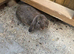 Beautiful rabbits