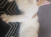3 Beautiful Kittens