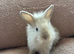 Lionhead babies