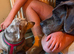 Sweet & Affectionate Isabella Dachshund "Lady" (5 Years Old) – Seeking Her Forever Single-Dog Home