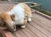 Beautiful male mini lop boy - 2 years old