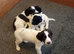 KC reg springer spaniel pups