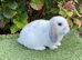 Pure bred mini lop .