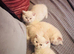 Gorgeous British shorthair kittens
