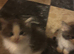 Ragdoll Kittens Xx