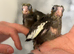 Hand-Reared Cockatiels